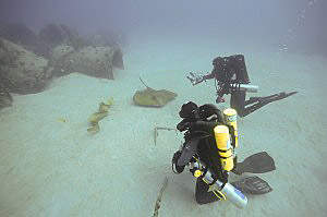 Atlantic Stingray, Green Moray and divers, photo by Sam Clemens